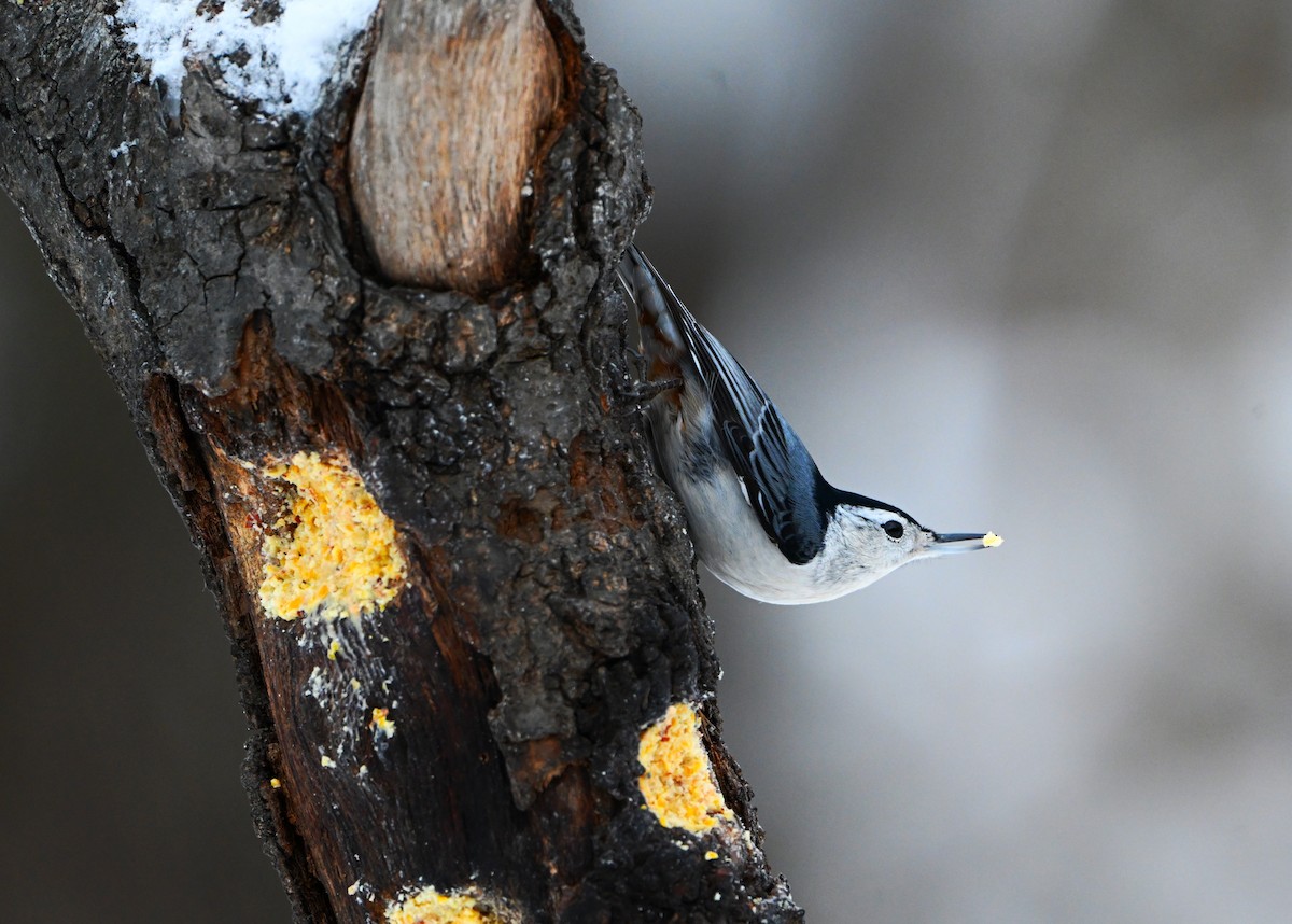 White-breasted Nuthatch - ML646157673