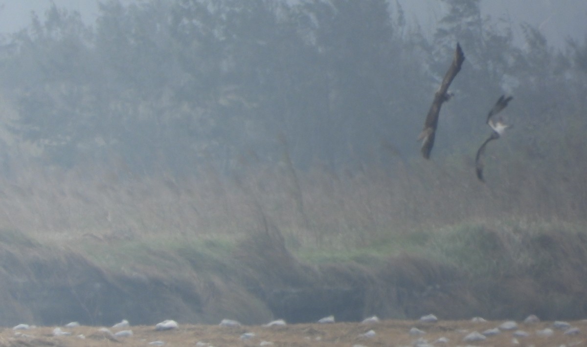 שלך - ML646157676