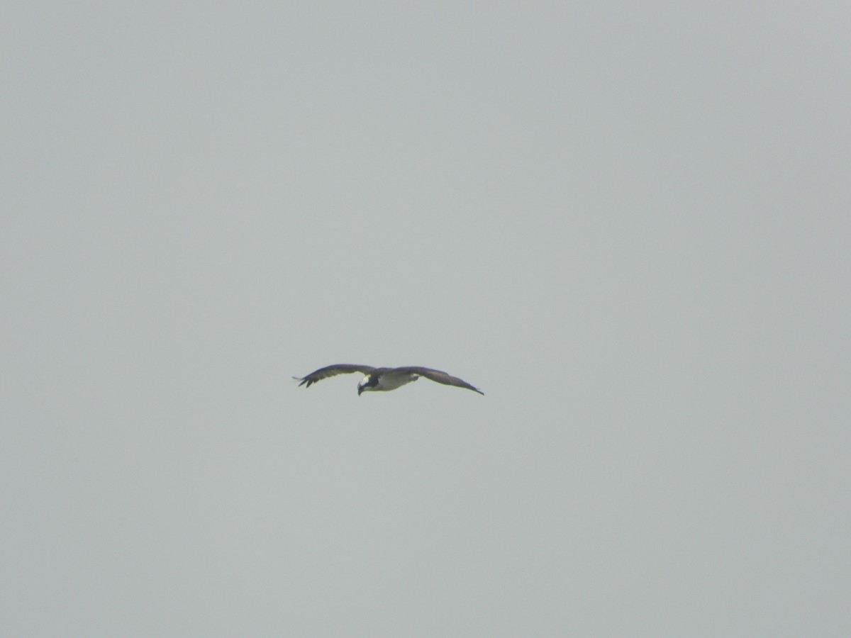 שלך - ML646157677