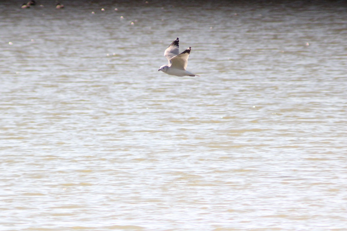 שחף עקוד-מקור - ML646157679