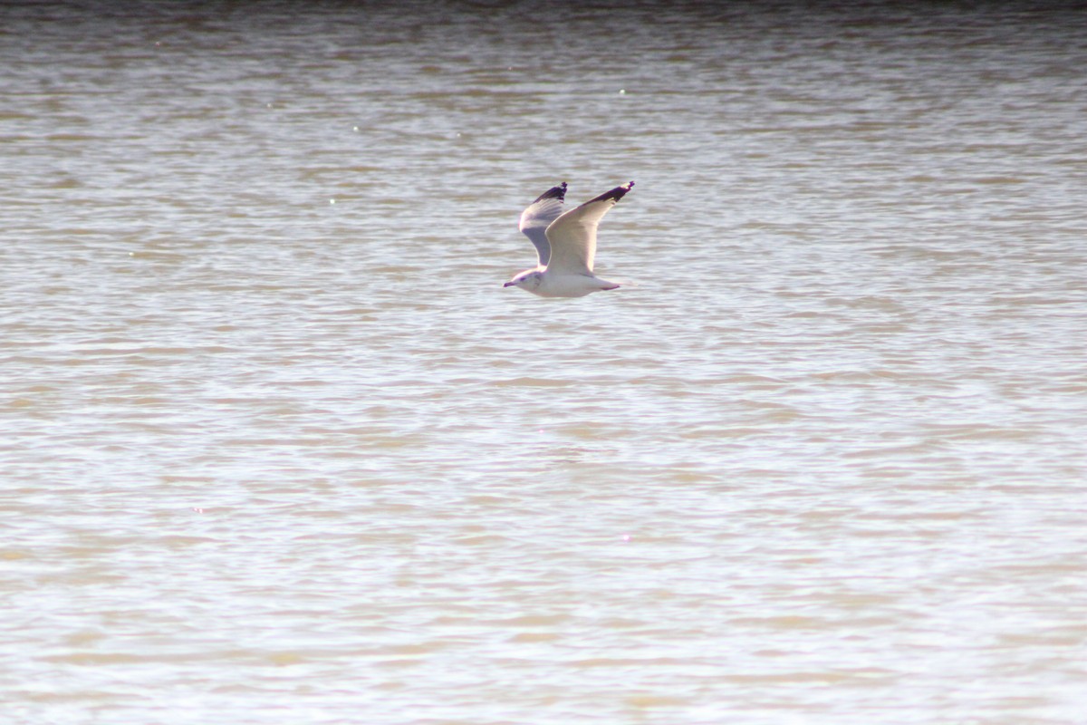 שחף עקוד-מקור - ML646157680