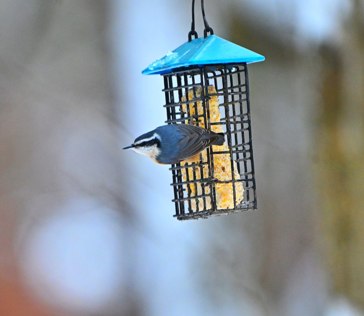סיטה קנדית - ML646157683