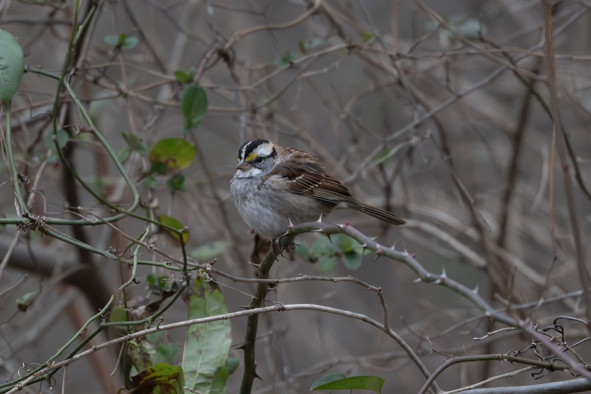 גיבתונית לבנת-גרון - ML646157684