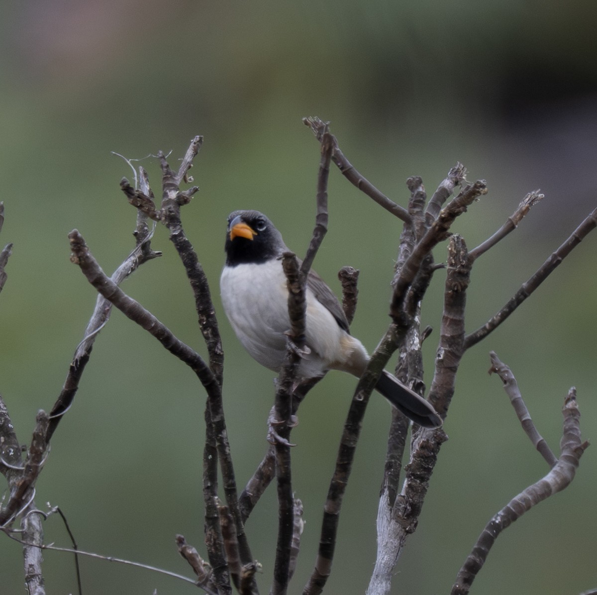 Black-throated Saltator - ML646157685