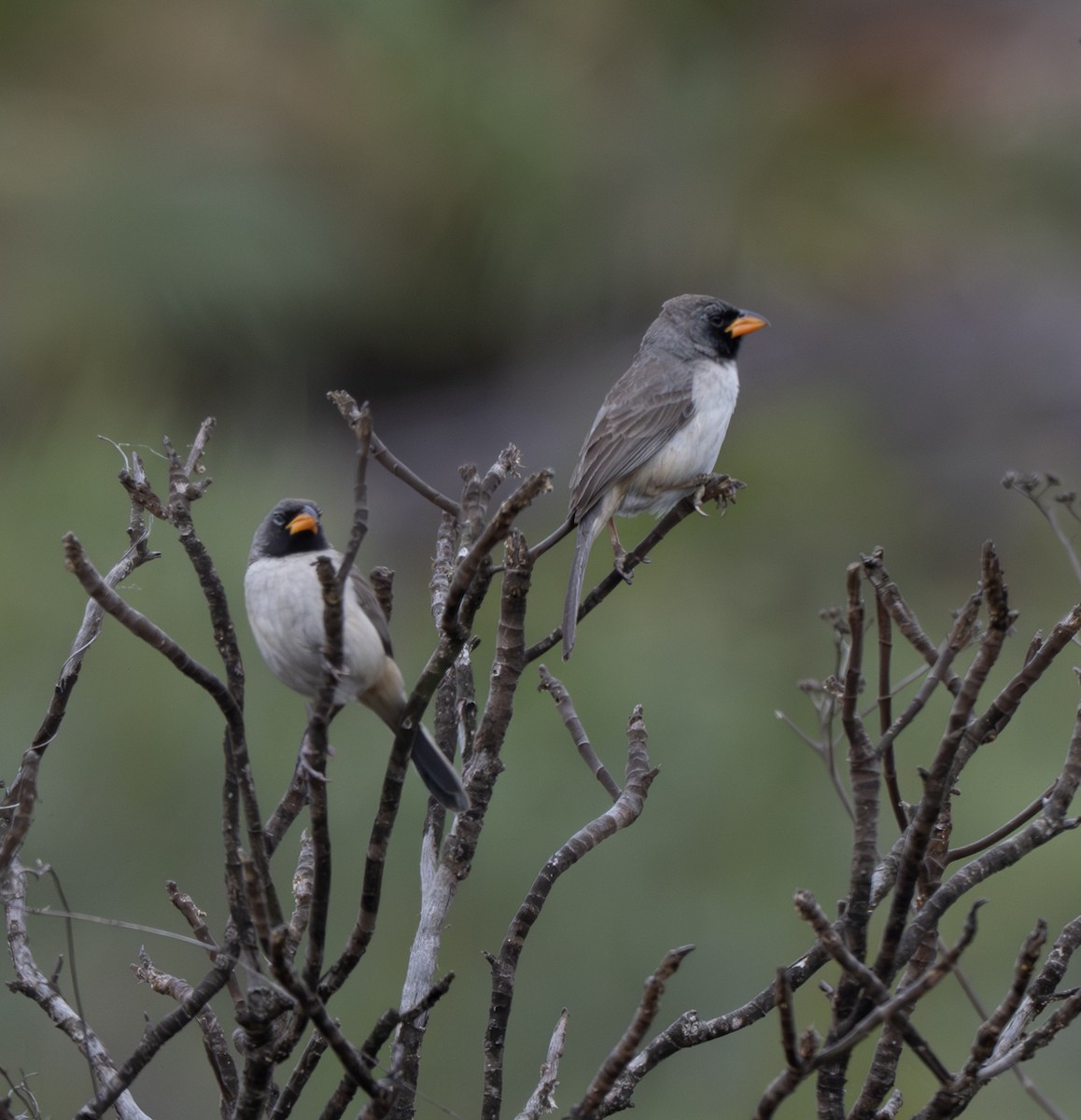 Black-throated Saltator - ML646157686