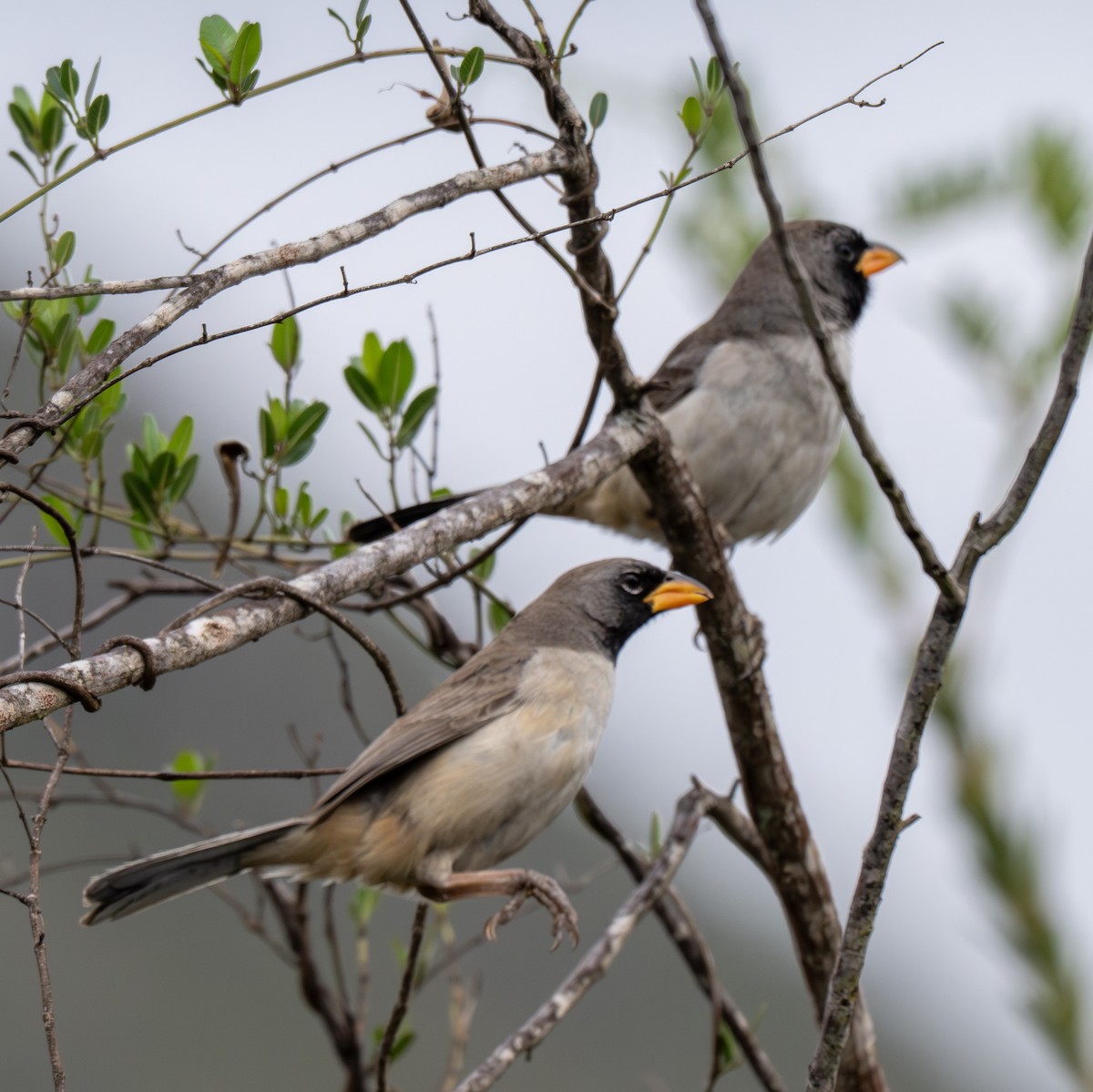 Black-throated Saltator - ML646157688