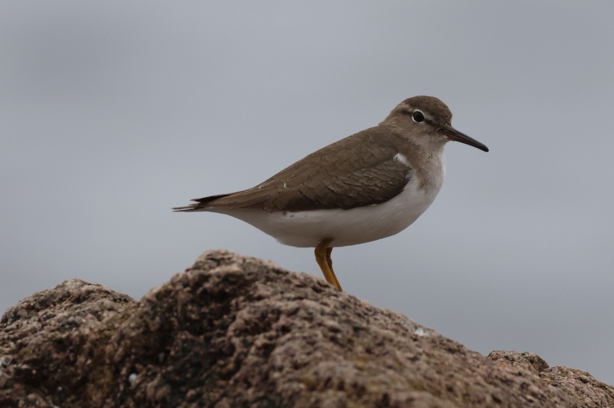 ביצנית נקודה - ML646157689