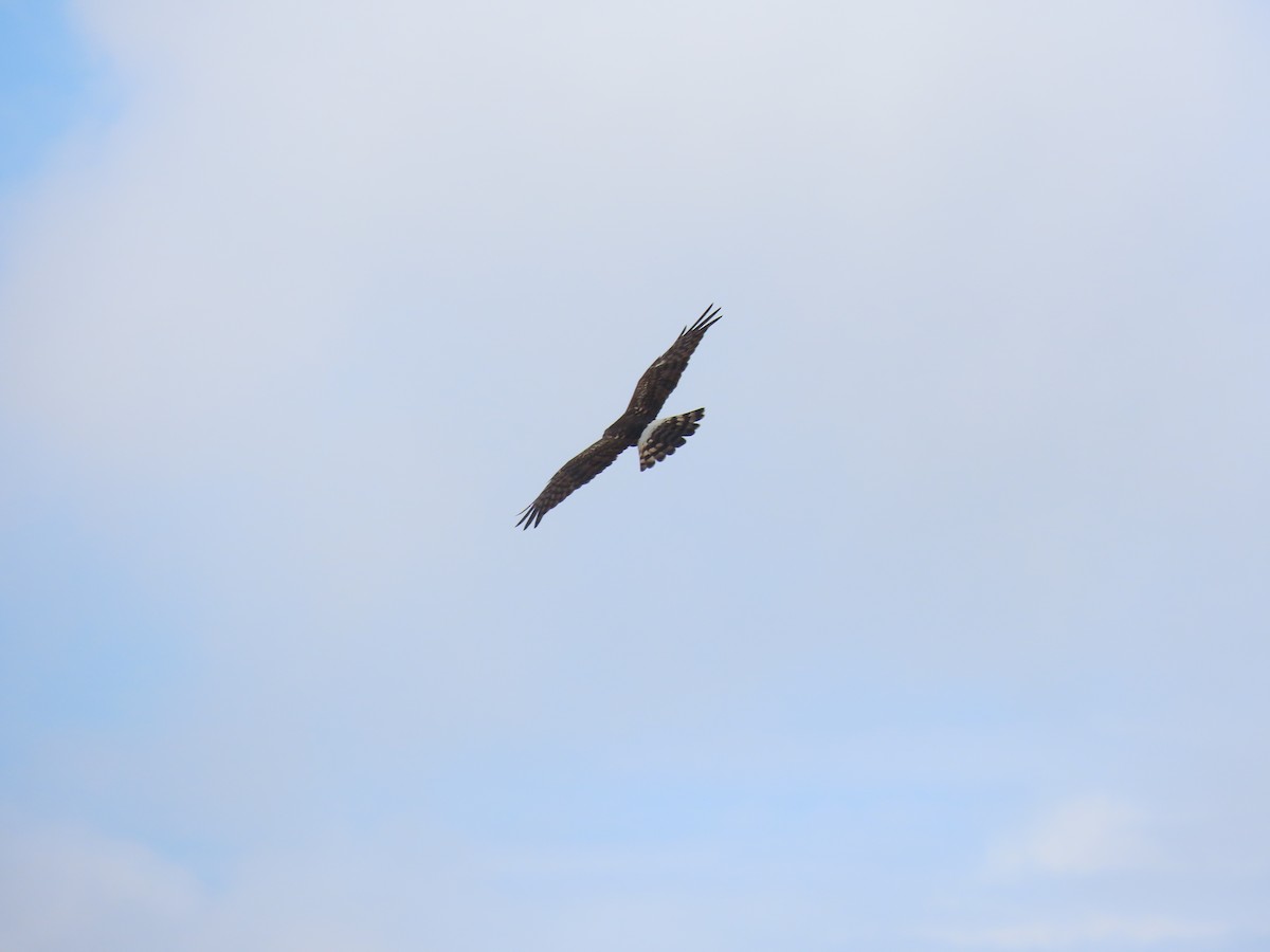 זרון אמריקני - ML646157690