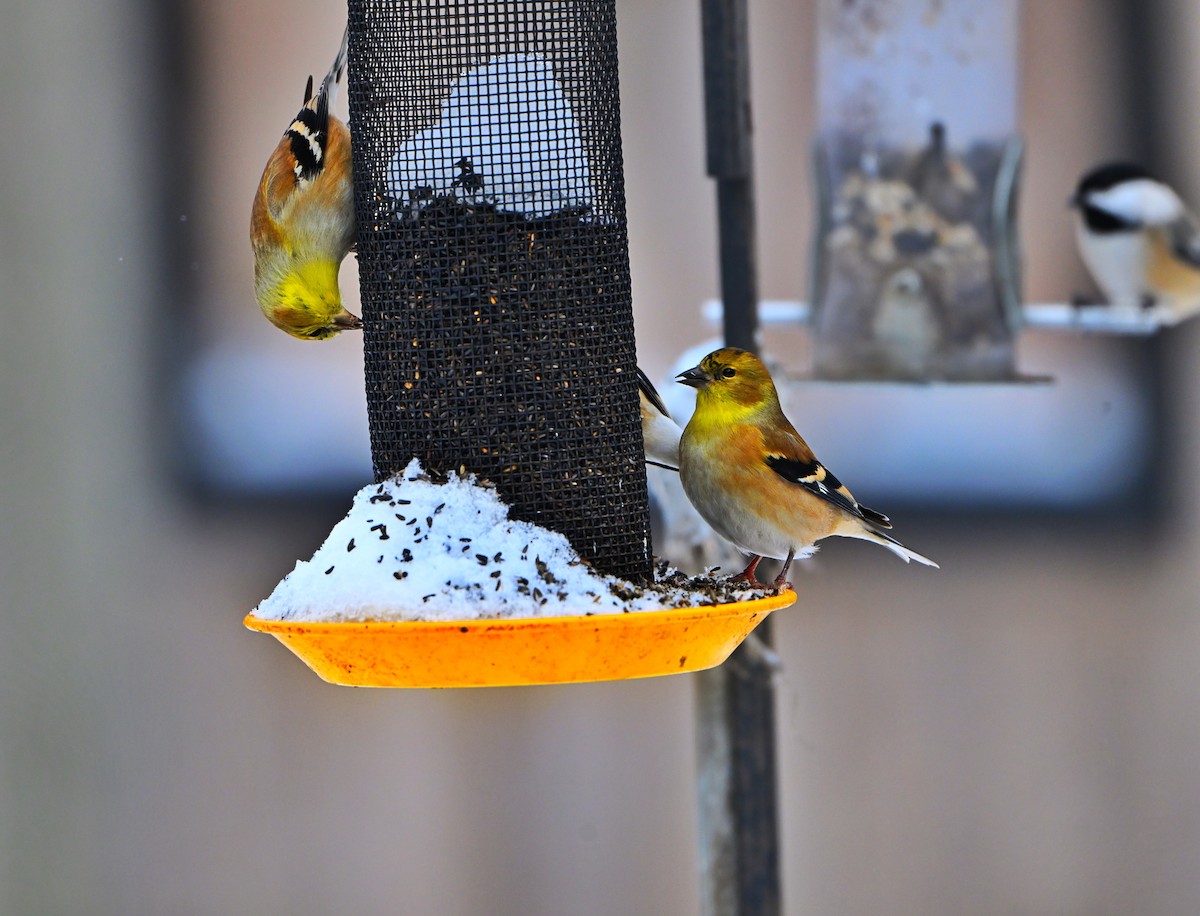 American Goldfinch - ML646157691