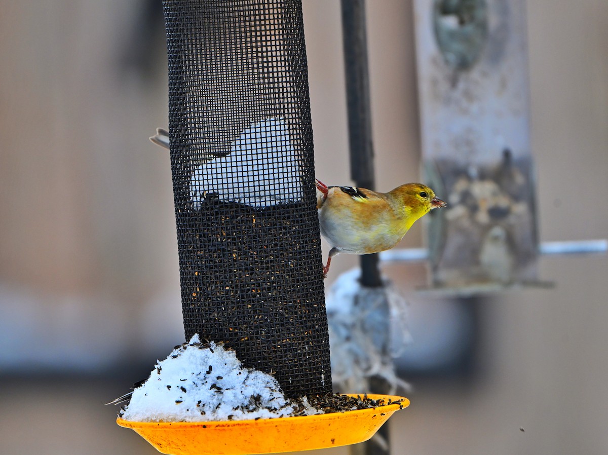 American Goldfinch - ML646157692