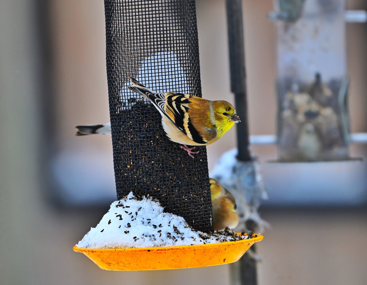 American Goldfinch - ML646157693