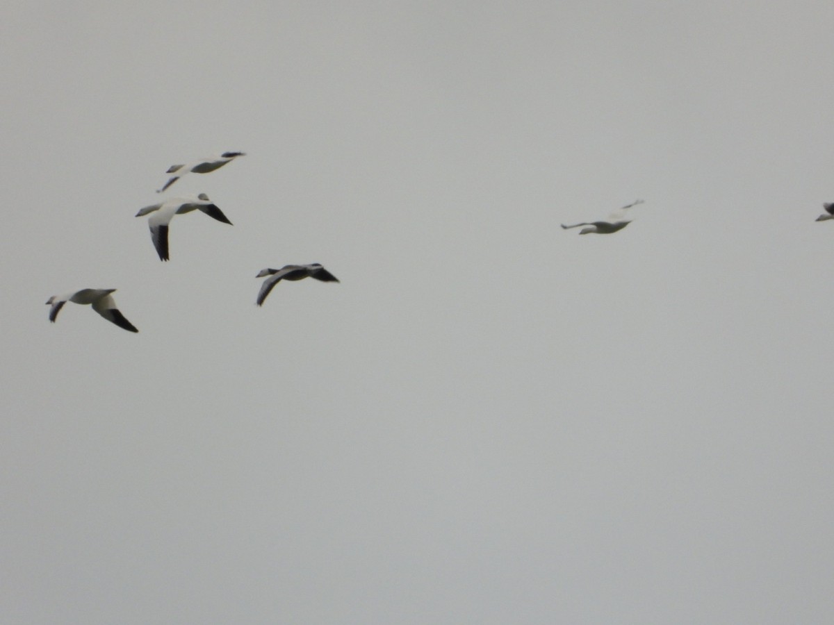 אווז שלג - ML646157694