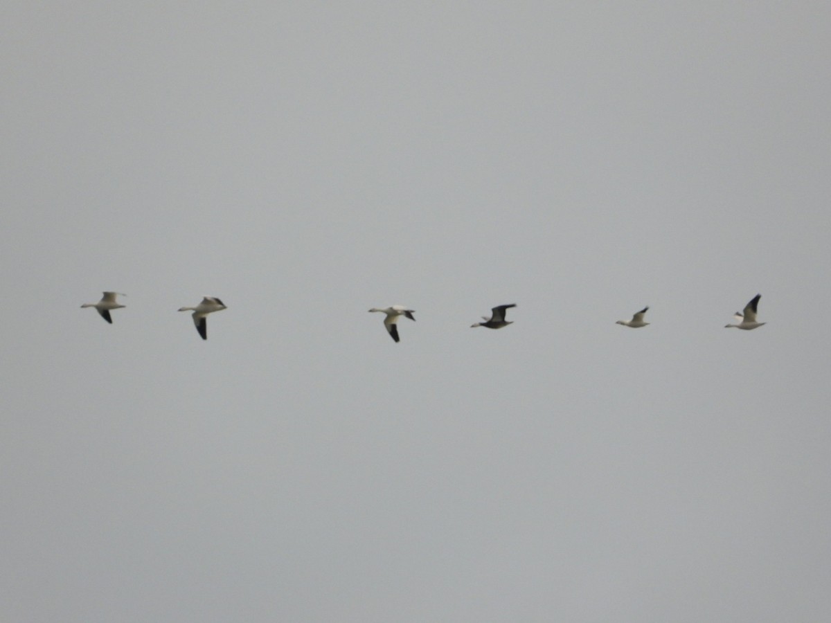 אווז שלג - ML646157695