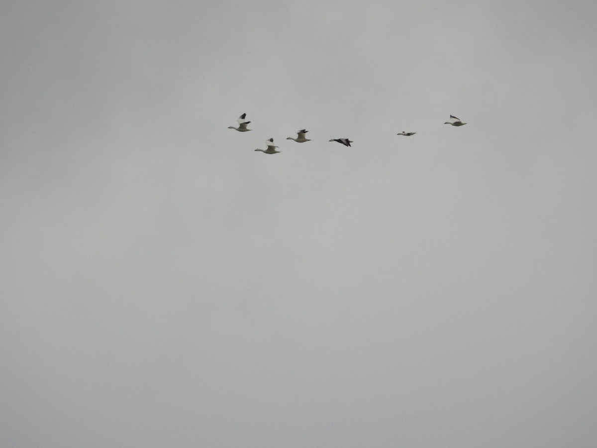 אווז שלג - ML646157696