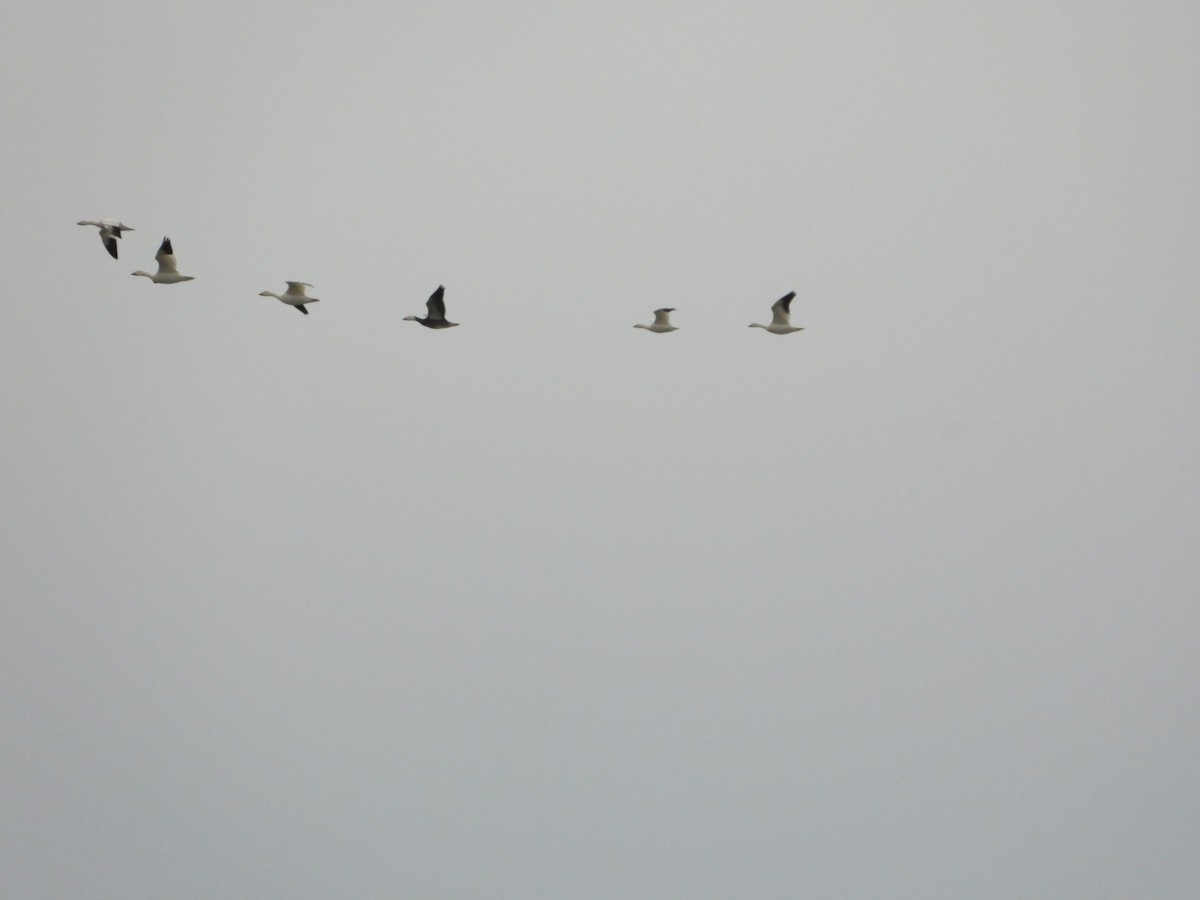 אווז שלג - ML646157697