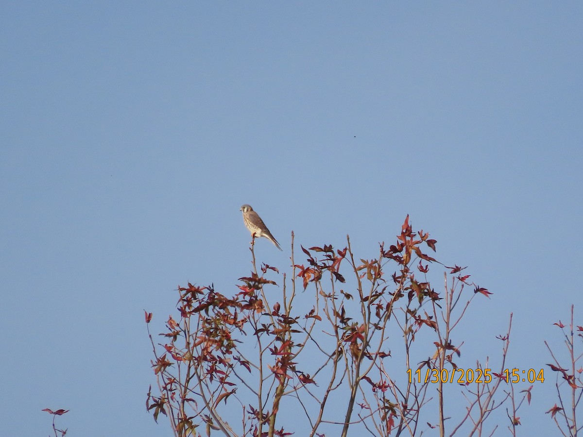 בז אמריקני - ML646157698