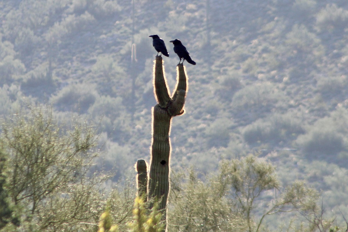 עורב שחור - ML646157699