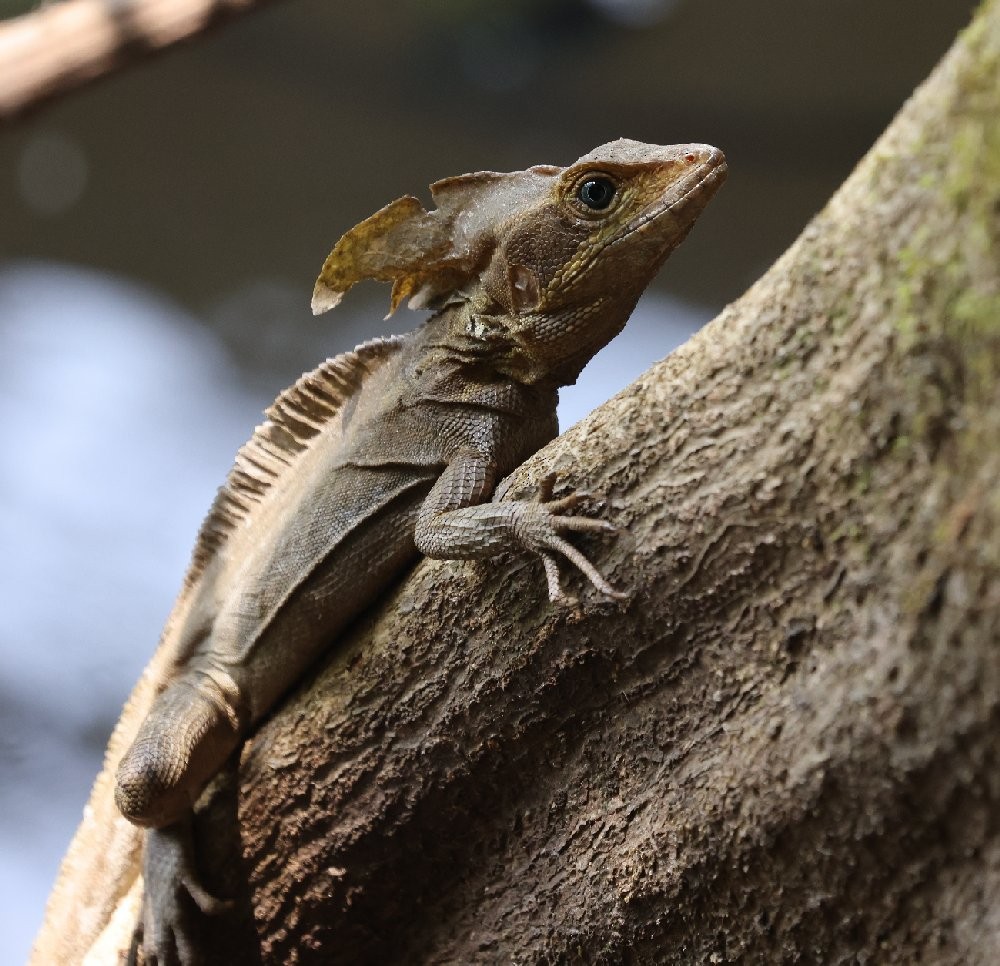 Brown Basilisk - ML646157701