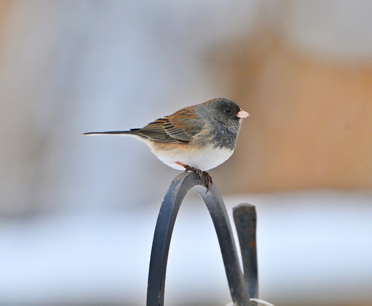 יונקו כהה-עין - ML646157702
