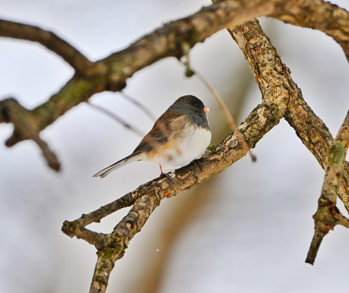 יונקו כהה-עין - ML646157703
