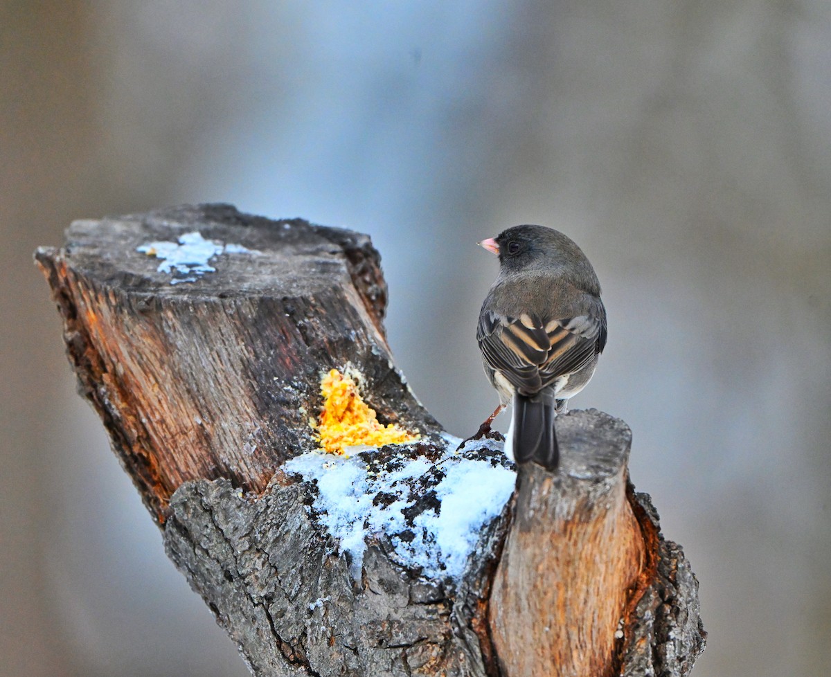 יונקו כהה-עין - ML646157704