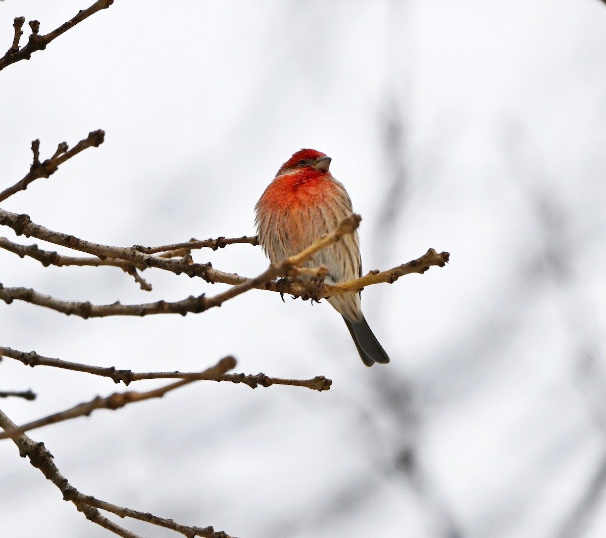 House Finch - ML646157706