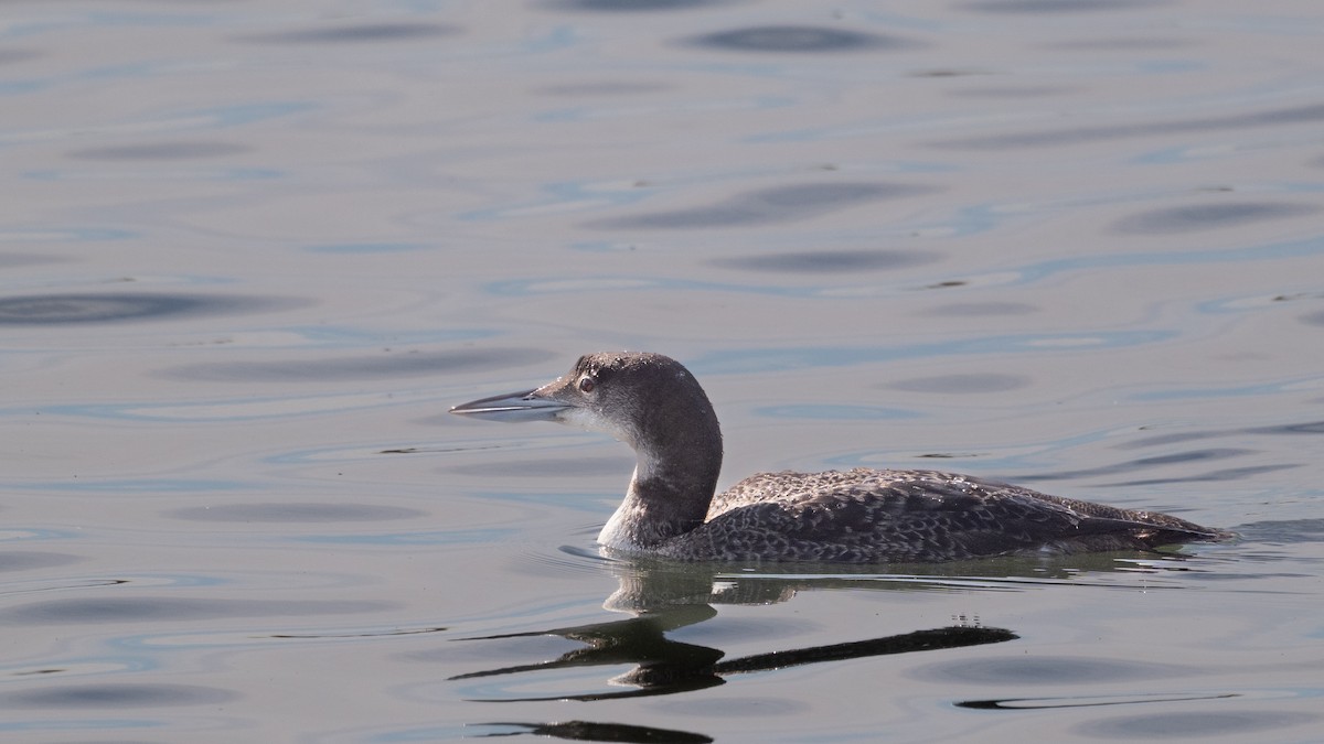 צוללן צפוני - ML646157707
