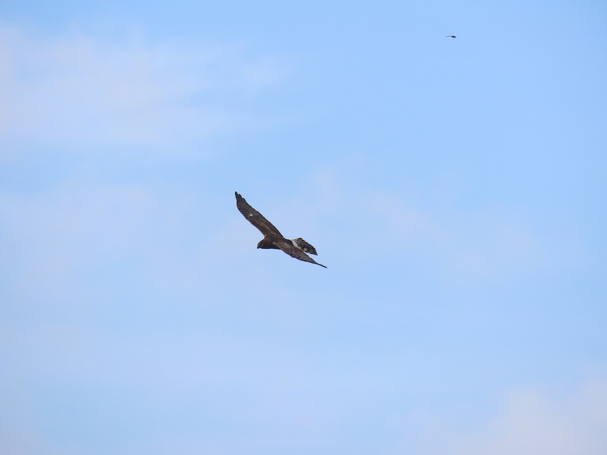 זרון אמריקני - ML646157708