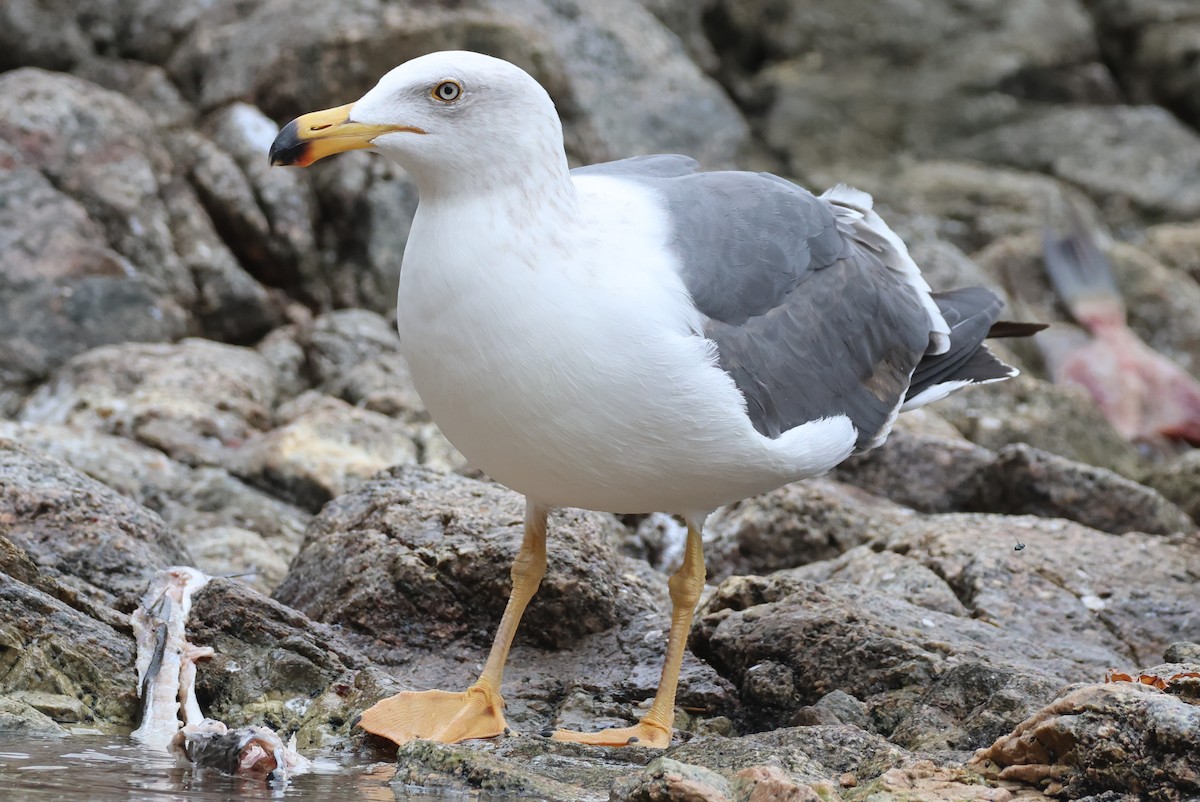 Sarı Ayaklı Martı - ML646157713