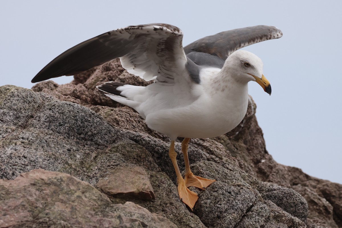 Sarı Ayaklı Martı - ML646157715