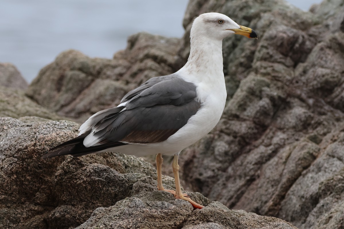 Sarı Ayaklı Martı - ML646157716