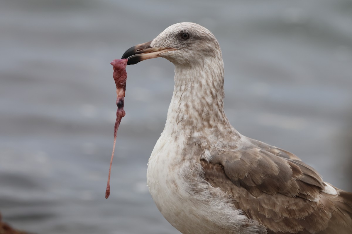 Sarı Ayaklı Martı - ML646157717