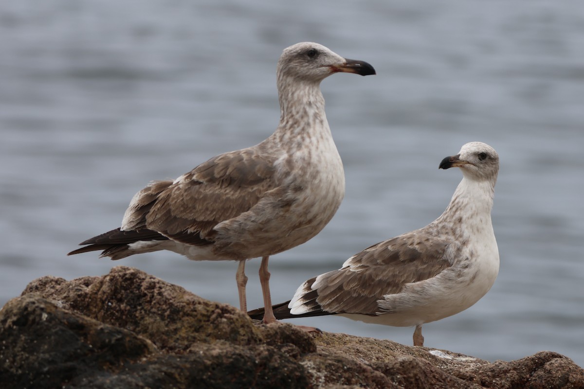 Sarı Ayaklı Martı - ML646157718