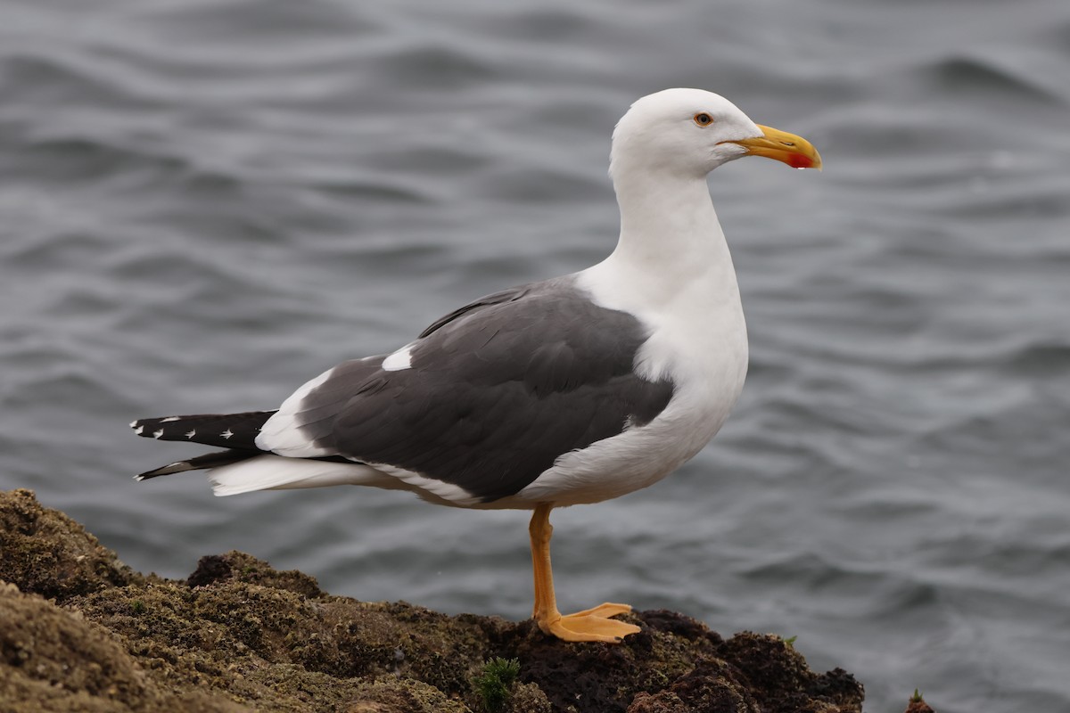 Sarı Ayaklı Martı - ML646157722