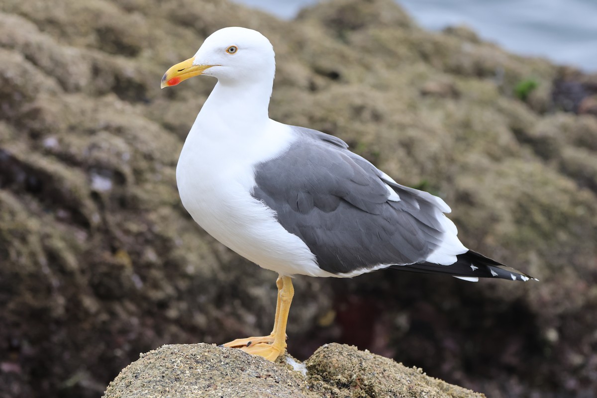 Sarı Ayaklı Martı - ML646157723