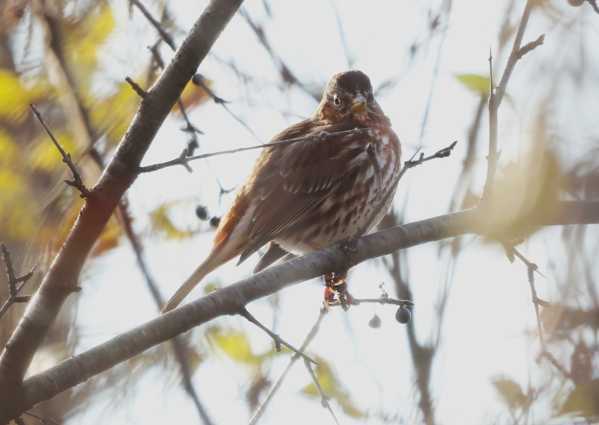 Fox Sparrow - ML646157724