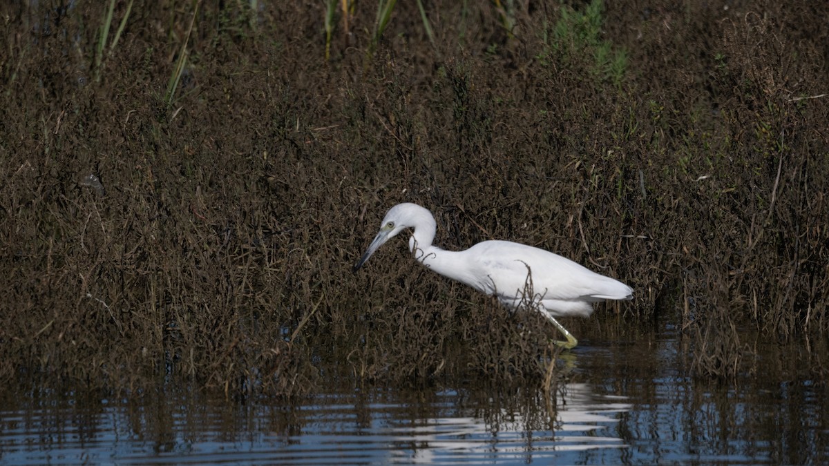 Little Blue Heron - ML646157727