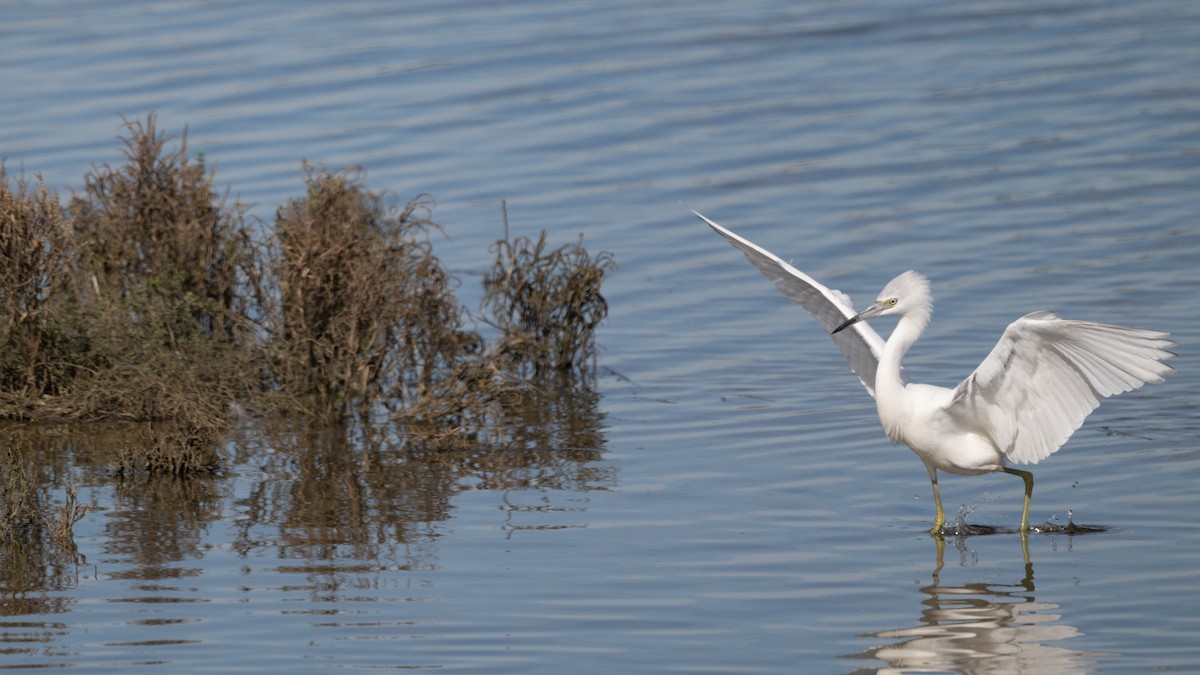 Little Blue Heron - ML646157728
