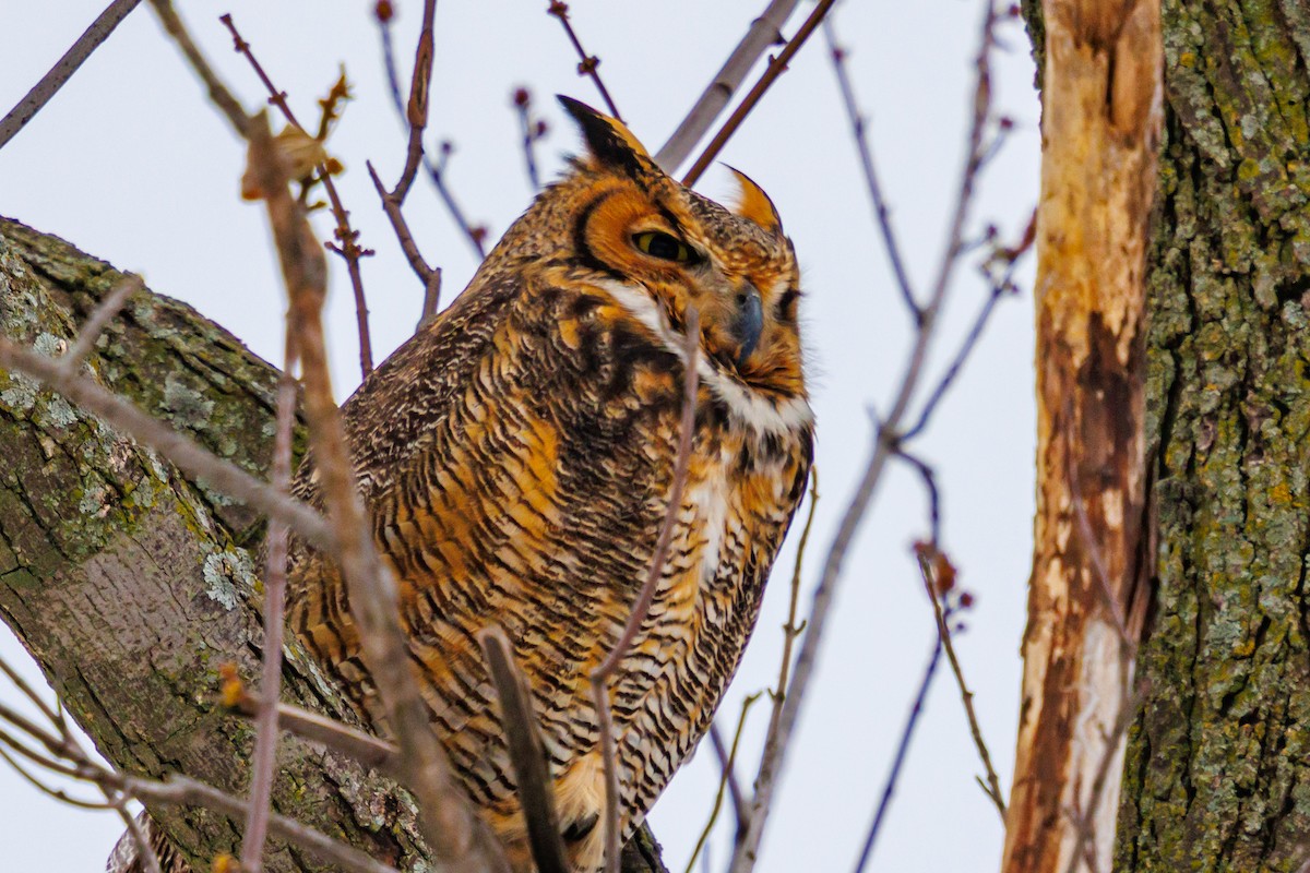 Great Horned Owl - ML646157730