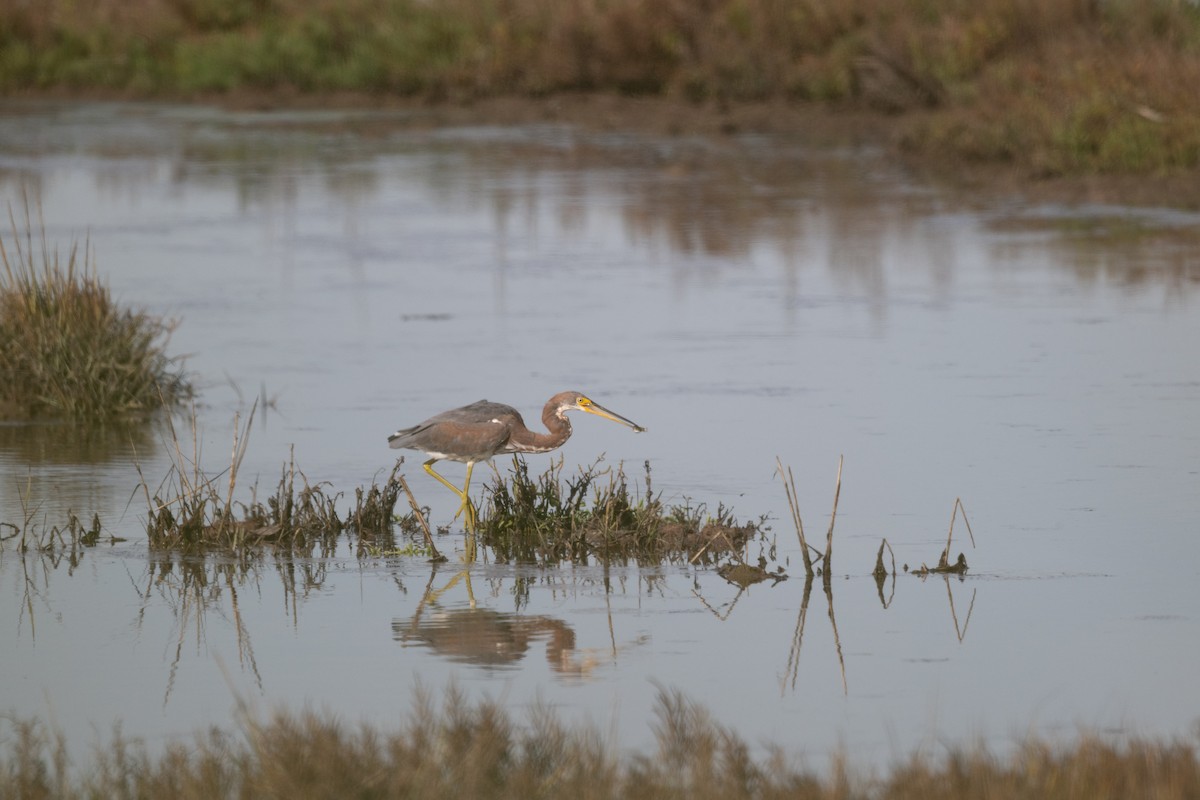 Tricolored Heron - ML646157741