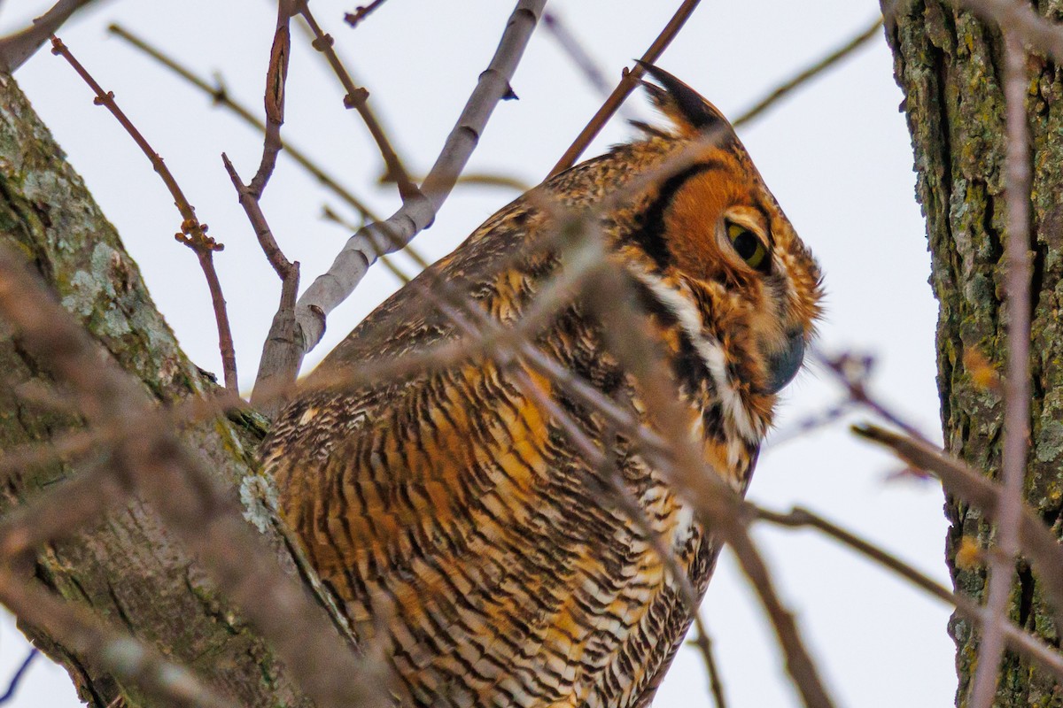 Great Horned Owl - ML646157744