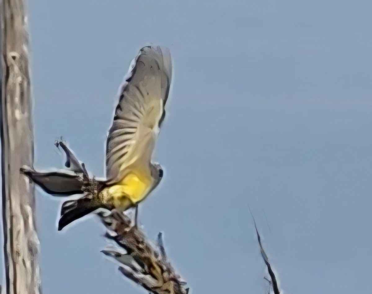 Western Kingbird - ML646157745