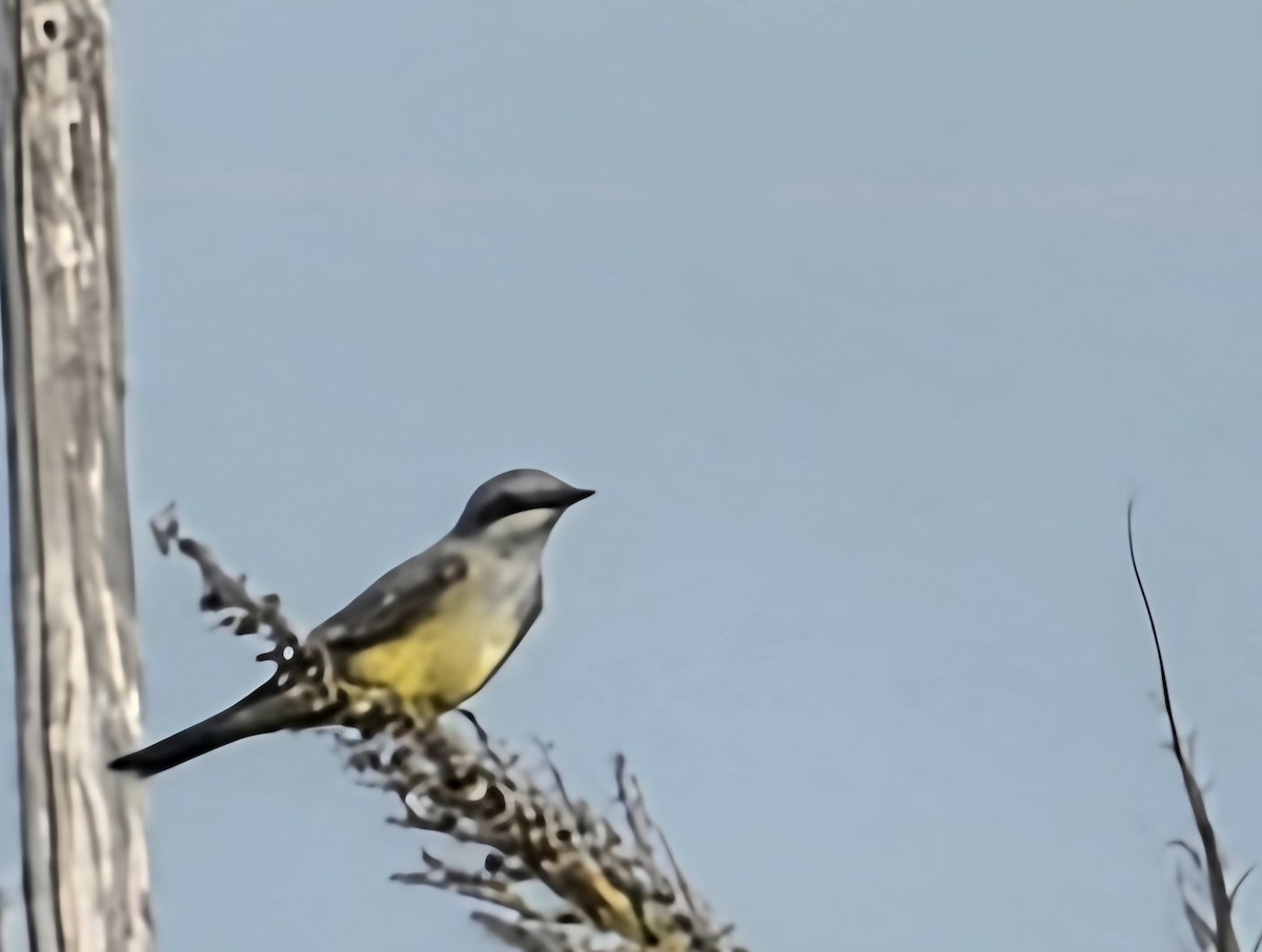 Western Kingbird - ML646157747