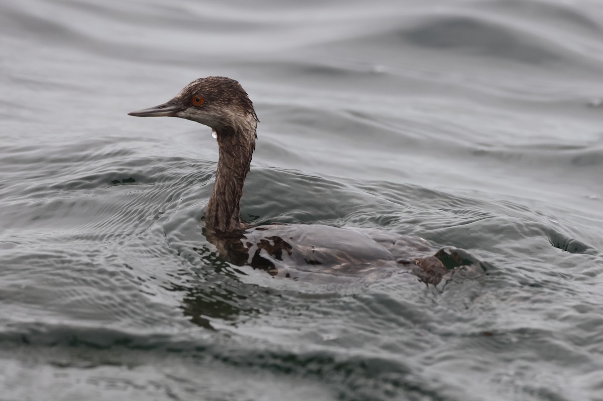 黑頸鸊鷉 - ML646157753