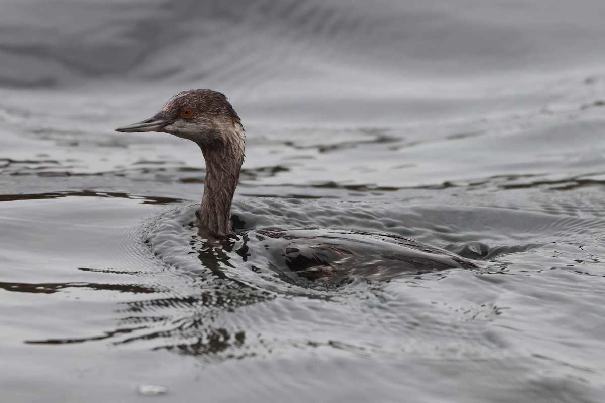 黑頸鸊鷉 - ML646157754