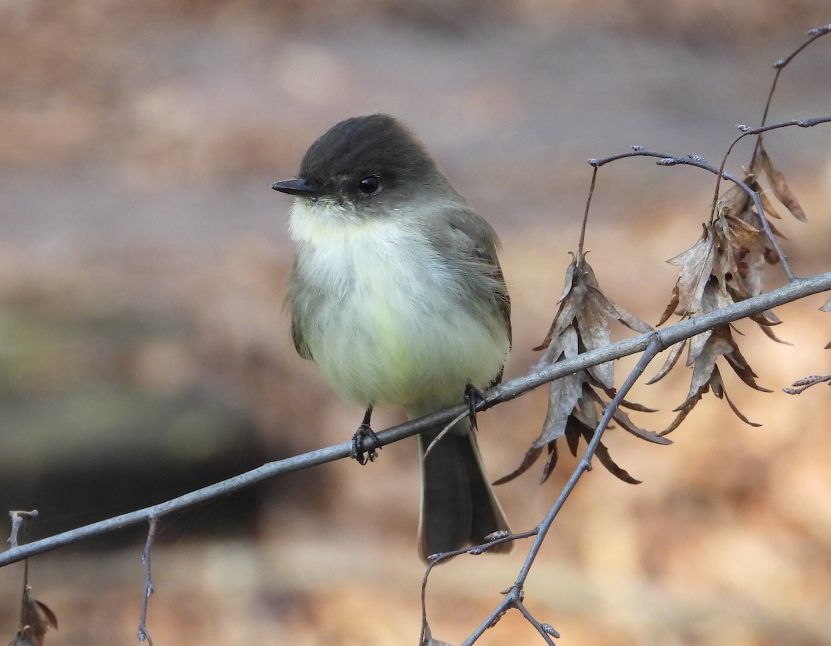 Eastern Phoebe - ML646157756