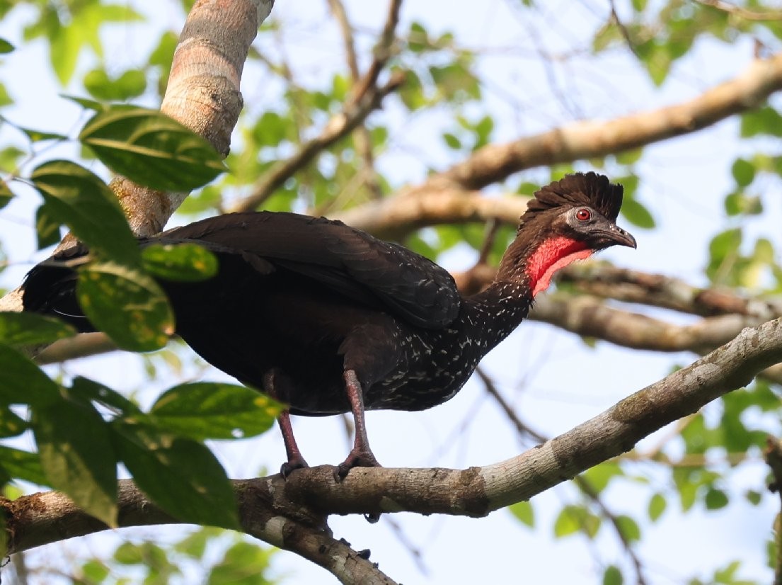 Crested Guan - ML646157757