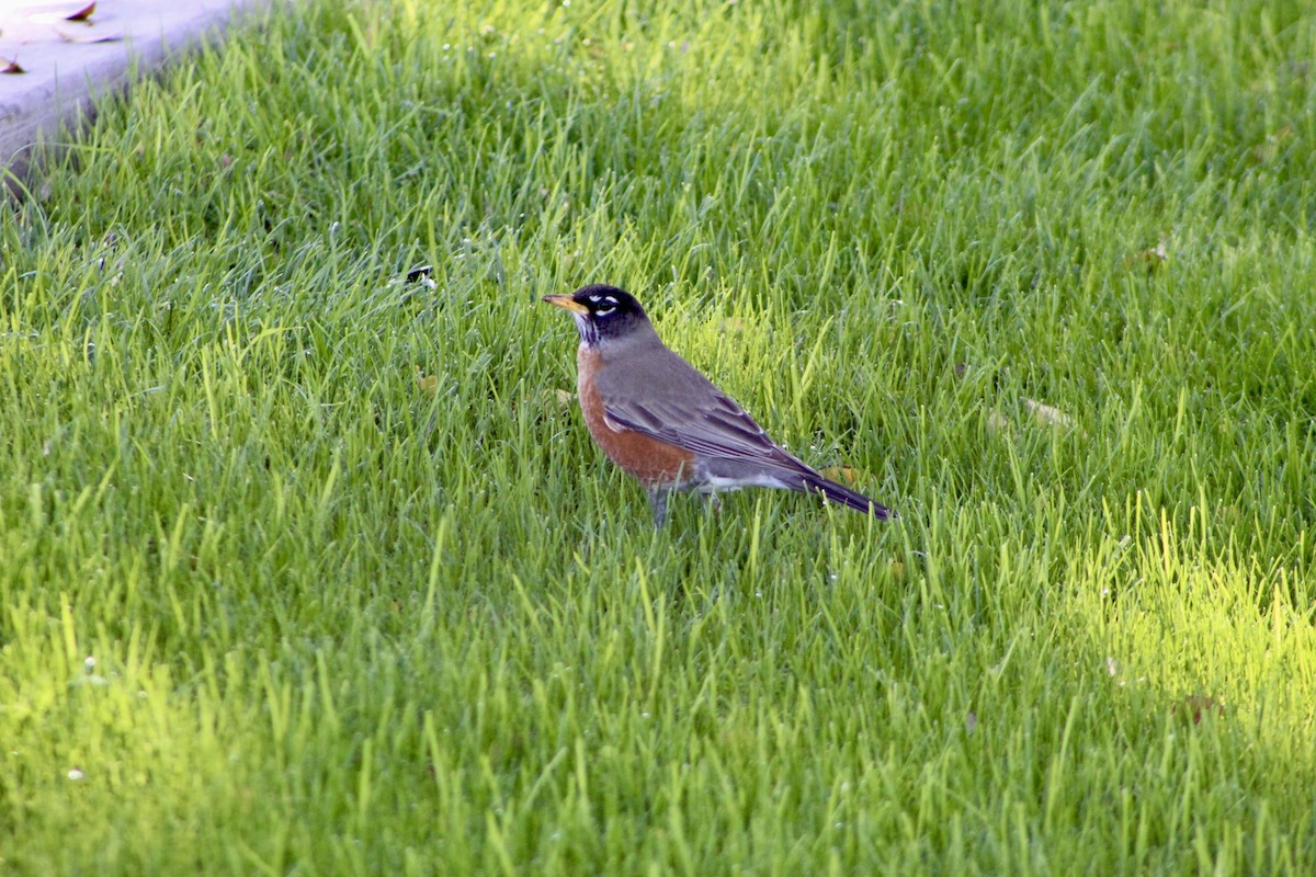 American Robin - ML646157758