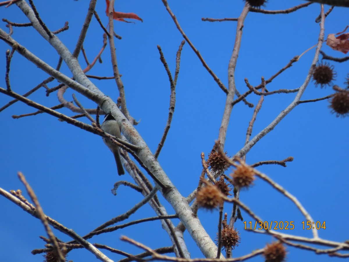 Carolina Chickadee - ML646157767