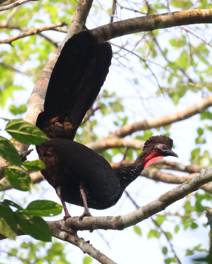 Crested Guan - ML646157768